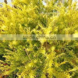 Golden Leaves Melaleuca Bracteata thumbnail-3