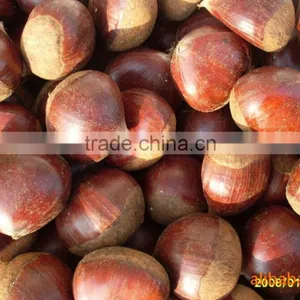 Brazilnuts Dried Chestnuts for Shale thumbnail-3