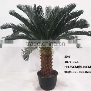1071-32 Plastic Pot Cycads Tree thumbnail-1
