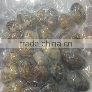 Frozen Whole Cooked Vacuum Packing Clam in Available Price thumbnail-1