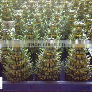 Lucky Bamboo ( Dracaena Sanderiana) Layers thumbnail-1