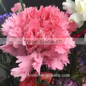 Perennial Flowering Plant Carnation Cut Flower Prices to Workmates thumbnail-2