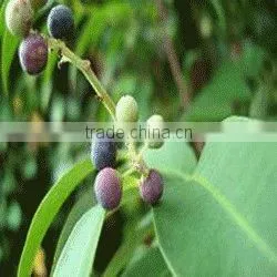 Embelia Ribes thumbnail-1
