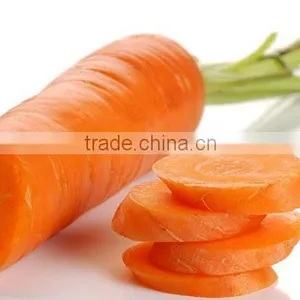 New Crop Chinese Fresh Carrot for Sale thumbnail-1
