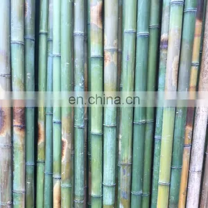 Premium Quality Best Price Real Bamboo Various Size Using for Decoring Furniture From Viet Nam Manufacturer thumbnail-1