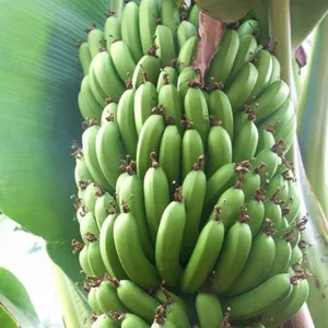 Manufacturer Shanghai Factory Industrial New Green Banana Plantain Peeler Equipment Ripe Banana Peeling Machine Price thumbnail-3