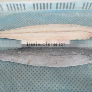 Spanish Mackerel New Filelts thumbnail-2