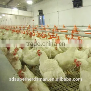 Poultry Farming Equipment for Chickens thumbnail-1
