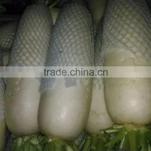 Fresh Radish 2016 Crop thumbnail-4
