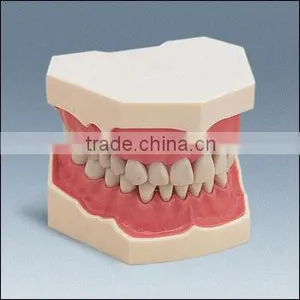 Low Price Good Quality Plastic Teeth Model Hot Sale Dental Material thumbnail-1