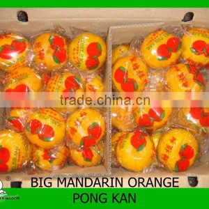 Sell Good Farmer Big Mandarin Orange Brother Kingdom thumbnail-1