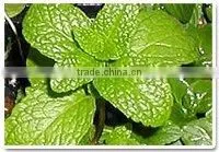 Pure Spearmint Oil thumbnail-1