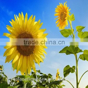 Holiday Party Yellow Sunflower Flower From Yunan thumbnail-2