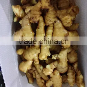 Chinese Fresh Ginger thumbnail-1