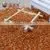 Hot Sale Best Price of Red Broomcorn Millet 2016 Crop Market Price thumbnail-2