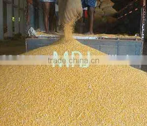 Indian Yellow Maize thumbnail-3