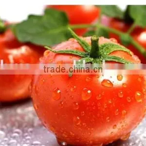 Instant Spray Dried Tomato Powder Hot Selling for Meat thumbnail-1