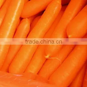 New Crop Fresh Carrots thumbnail-1