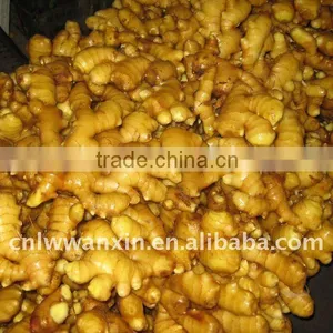 Anqiu Big Ginger thumbnail-1