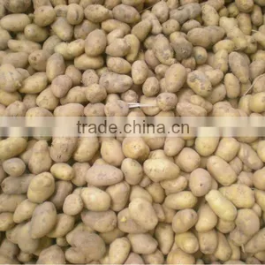 Wholesale Fresh New Potato thumbnail-1