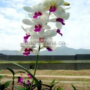 Dendrobium Hybrids Live Dendrobium Tropics Plant thumbnail-1