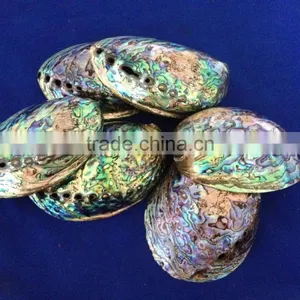 Raw Haliotis Iris Polished Abalone Shell Crafts thumbnail-1