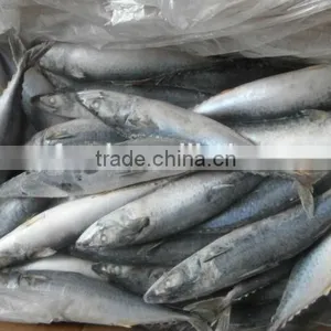 Ozen Mackerel Pike/saury(cololnbis Snira) in High Quality thumbnail-1