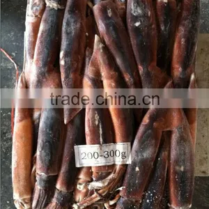 200-300g Whole Round Frozen Illex Squid thumbnail-1