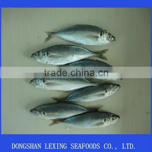 Frozen Horse Mackerel Fish thumbnail-1