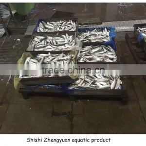 New Landing Frozen Fresh Unprocessed HGT Sardine thumbnail-1