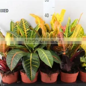 CODIAEUM MIXED thumbnail-1