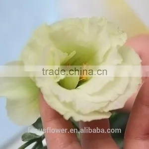 2017 High Quality Green Eustoma Factory Direct Flower For Sale thumbnail-1
