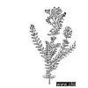 St John's Wort P. E. thumbnail-1