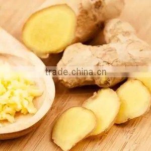 GINGER thumbnail-1