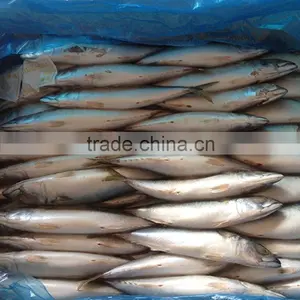 Hot Sale Grade A Horse Mackerel thumbnail-4