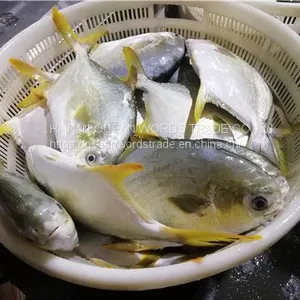Good Golden Pompano, Golden Pomfret, Golden Pompano 300-400g/400-600g/500-600g/800+ thumbnail-2