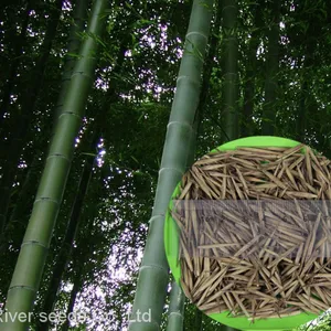 New Harvested Ripe China Bamboo Seed Trade Big Bamboo Seeds for Sale Planting thumbnail-1