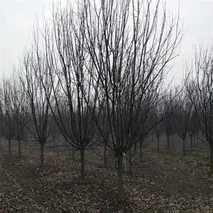 Prices of 3cm, 4cm, and 5cm Malus Micromalus, Price Quotation From the Place of Origin, High Survival Rate thumbnail-4
