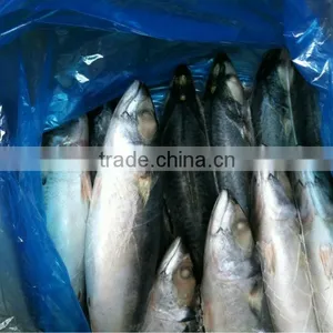 Most Favourable Frozen Pacific Mackerel Chilled Mackerels thumbnail-4
