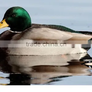 Mallard Drake Greenhead Flocking Kit Duck Hunting Device Plastic Duck Hunting Decoy thumbnail-2