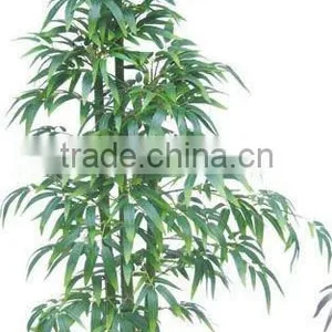 New Bamboo Leaf Bamboo Plant thumbnail-1