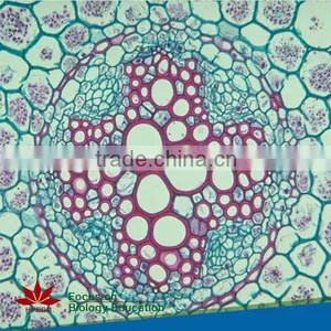 Plant & Anther Meiosis Prepared Slides Individual Microscope Prepared Slide thumbnail-3