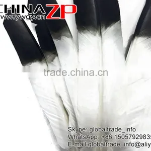 Top Supplier CHINAZP Crafts Factory Wholesale Good Dyed Black Tipped Turkey Pointers Quill Large Feathers for Decoration thumbnail-2