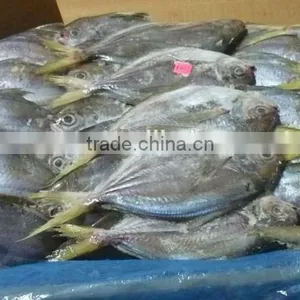 Frozen Whole Fresh China Butterfish thumbnail-1
