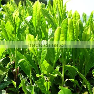 Green Tea 01 thumbnail-1