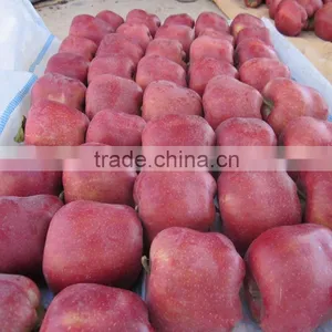High Quality Delicious Huaniu Apple Fresh Apple for Sale With Reasonable Price thumbnail-3