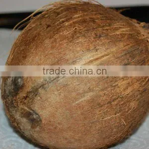 FRESH BIG SIZE COCONUTS thumbnail-1