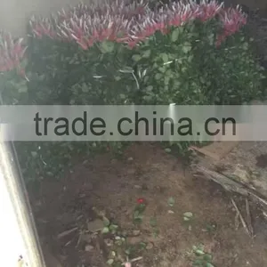 Natural Rose Flower thumbnail-6