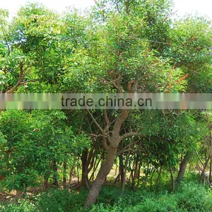 Erythrina Crista-galliLinn. thumbnail-1