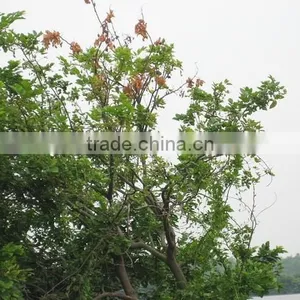 Pongsmia Pinnata(L.)Pierre thumbnail-6